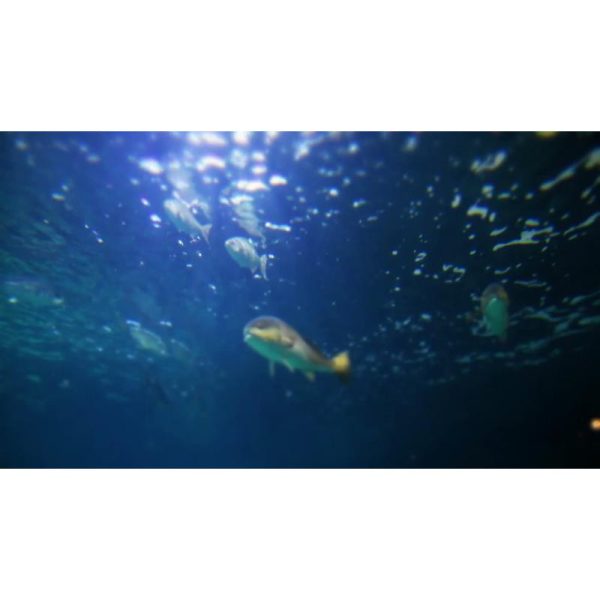 ویدیو استوک ماهی‌های گرمسیری -استوک ویدیویی اقیانوس