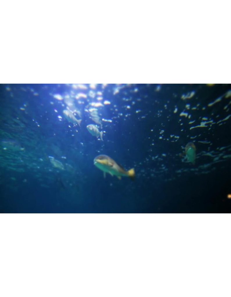 ویدیو استوک ماهی‌های گرمسیری -استوک ویدیویی اقیانوس