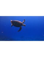 شنای لاک پشت دریایی -دنیای زیر آب - حیات دریایی رنگارنگ - Image 4