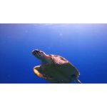 شنای لاک پشت دریایی