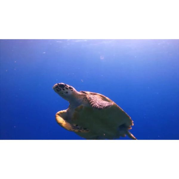 شنای لاک پشت دریایی