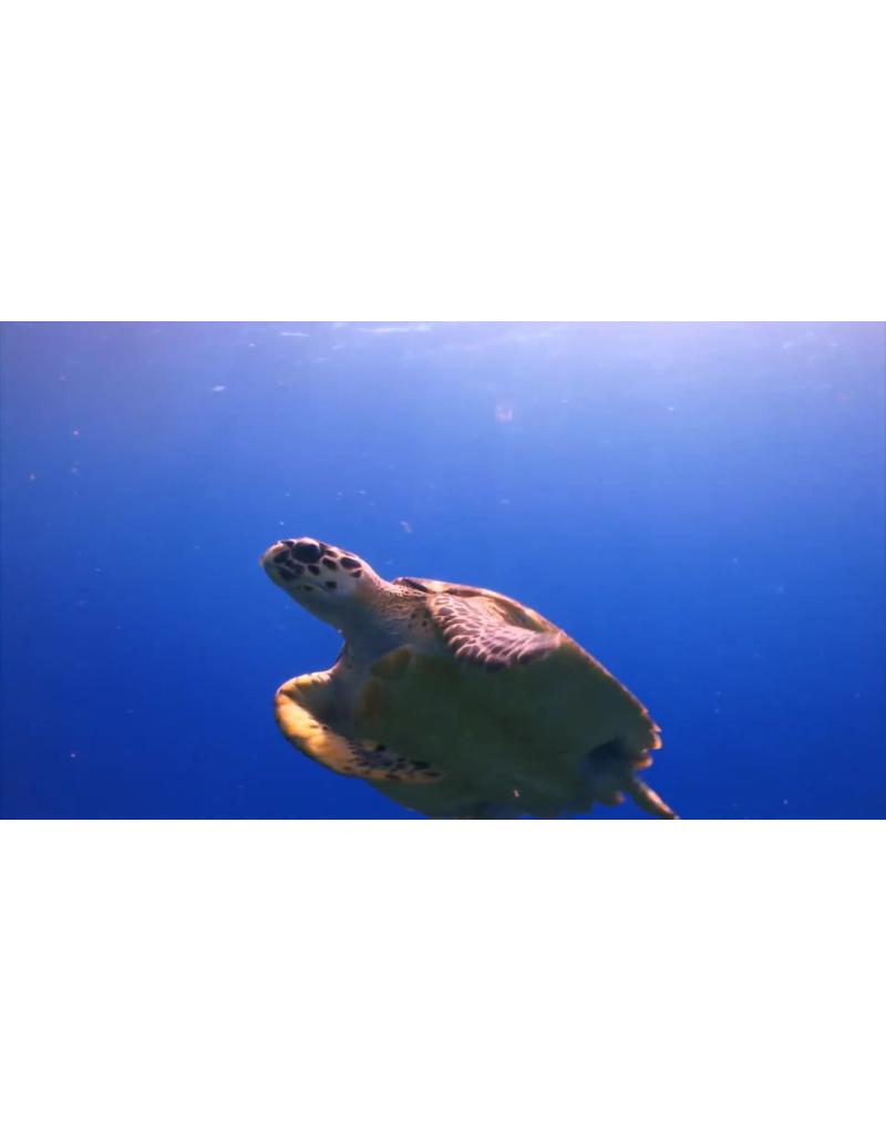 شنای لاک پشت دریایی شنای لاک پشت دریایی