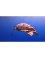 شنای لاک پشت دریایی -دنیای زیر آب - حیات دریایی رنگارنگ - Image 2