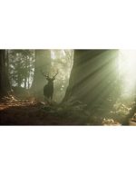 گوزن در جنگل هنگام طلوع | منظره طبیعی و نور زیبا