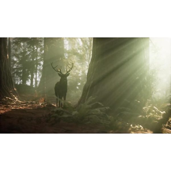 گوزن در جنگل هنگام طلوع | منظره طبیعی و نور زیبا