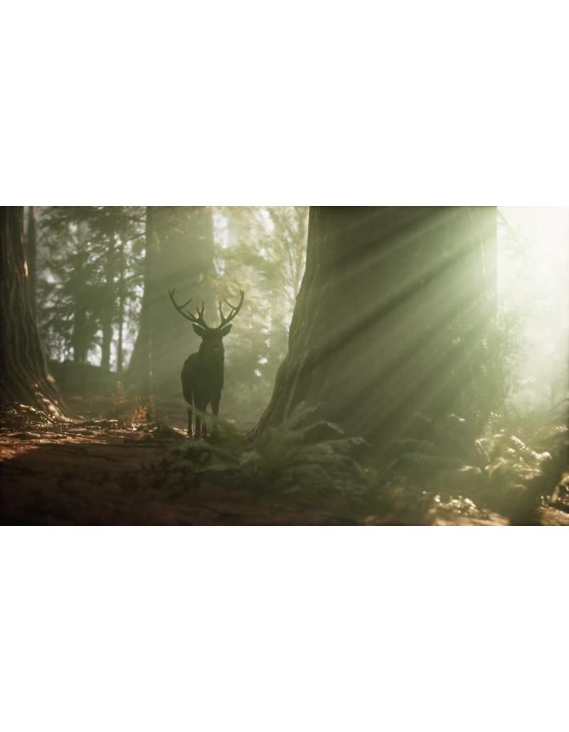 گوزن در جنگل هنگام طلوع | منظره طبیعی و نور زیبا گوزن در جنگل هنگام طلوع | منظره طبیعی و نور زیبا