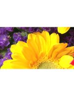 دسته‌گل‌های زیبا و رنگارنگ | فوتیج گل و گیاه - Image 4