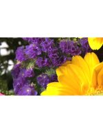 دسته‌گل‌های زیبا و رنگارنگ | فوتیج گل و گیاه - Image 2