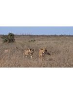 فوتیج حیات‌وحش شیر ها -سه شیر باشکوه زیر غروب آفریقا - Image 4