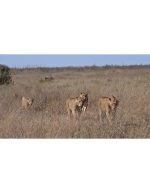 فوتیج حیات‌وحش شیر ها