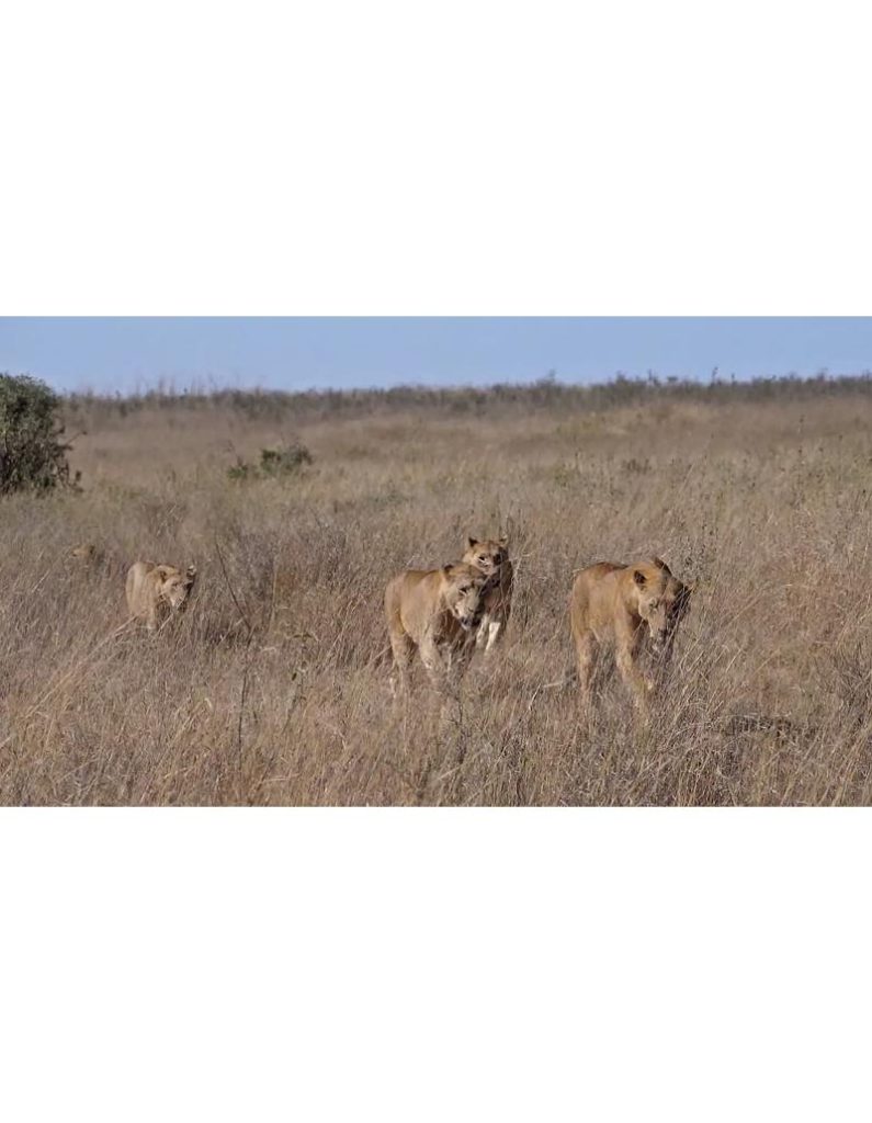 فوتیج حیات‌وحش شیر ها