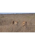 فوتیج حیات‌وحش شیر ها -سه شیر باشکوه زیر غروب آفریقا - Image 2