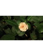 تایم‌لپس بازشدن گل رز زرد | فوتیج ماکرو گل - Image 4