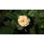 تایم‌لپس بازشدن گل رز زرد | فوتیج ماکرو گل