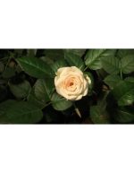 تایم‌لپس بازشدن گل رز زرد | فوتیج ماکرو گل