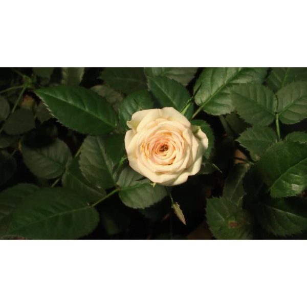 تایم‌لپس بازشدن گل رز زرد | فوتیج ماکرو گل