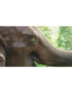 اسلوموشن اب بازی فیل -فوتیج  سینمایی از حیات‌وحش - Image 2