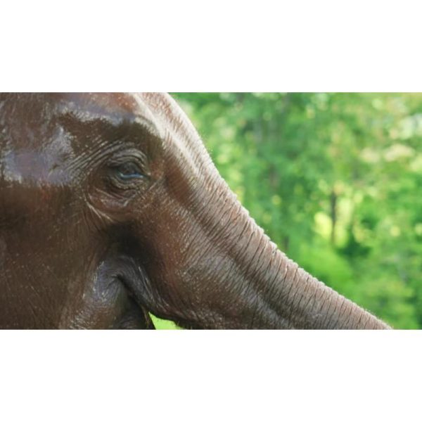 اسلوموشن اب بازی فیل