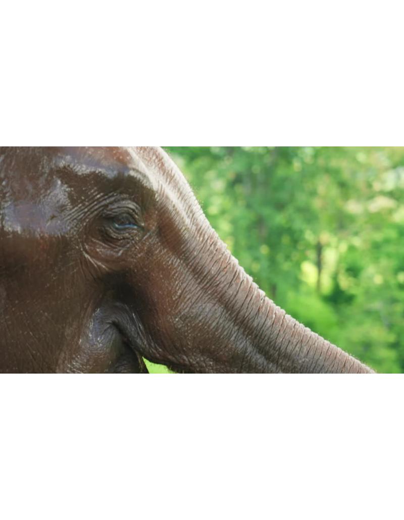 اسلوموشن اب بازی فیل اسلوموشن اب بازی فیل