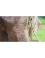 اسلوموشن اب بازی فیل -فوتیج  سینمایی از حیات‌وحش - Image 3