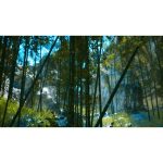 جنگل بامبو آسیایی با نور خورشید