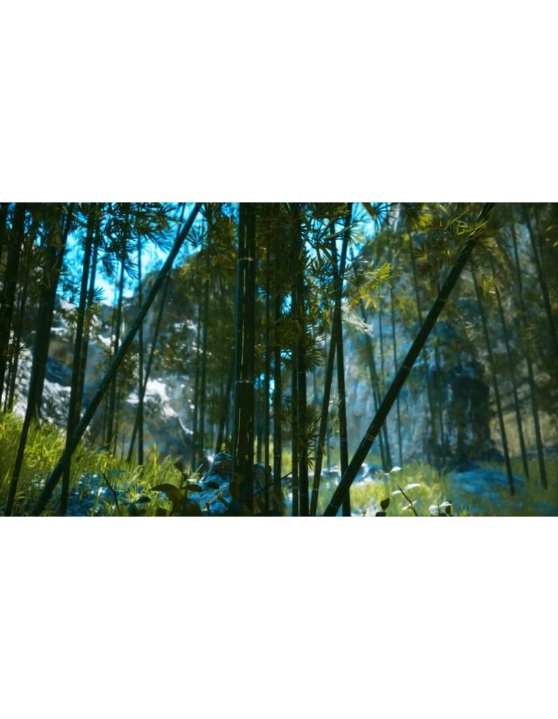 جنگل بامبو آسیایی با نور خورشید