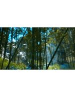 جنگل بامبو آسیایی با نور خورشید | نمای ویدیو استوک طبیعی - Image 2