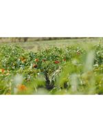 فلفل‌های رنگی پس از باران | نمای ویدیو استوک از فلفل - Image 2