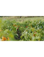 فلفل‌های رنگی پس از باران | نمای ویدیو استوک از فلفل - Image 3