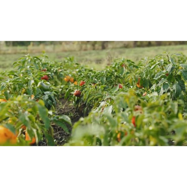 فلفل‌های رنگی پس از باران | نمای ویدیو استوک از فلفل