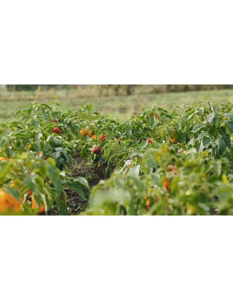 فلفل‌های رنگی پس از باران | نمای ویدیو استوک از فلفل