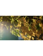 جنگل رنگارنگ پاییزی با نور صبحگاهی | نمای نزدیک - Image 2