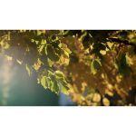 جنگل رنگارنگ پاییزی با نور صبحگاهی