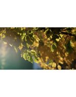 جنگل رنگارنگ پاییزی با نور صبحگاهی