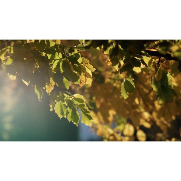 جنگل رنگارنگ پاییزی با نور صبحگاهی