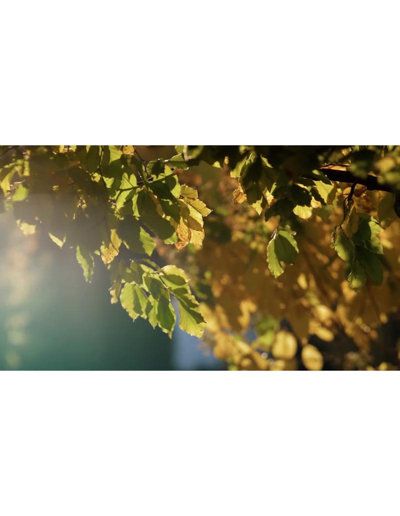 جنگل رنگارنگ پاییزی با نور صبحگاهی جنگل رنگارنگ پاییزی با نور صبحگاهی