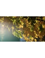 جنگل رنگارنگ پاییزی با نور صبحگاهی | نمای نزدیک - Image 3