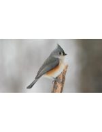 پرنده چرخ‌ریسوک کاکل‌دار در روز برفی | نمای حیات‌وحش - Image 2