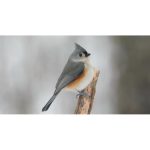 پرنده چرخ‌ریسوک کاکل‌دار در روز برفی | نمای حیات‌وحش