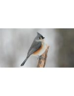 پرنده چرخ‌ریسوک کاکل‌دار در روز برفی | نمای حیات‌وحش