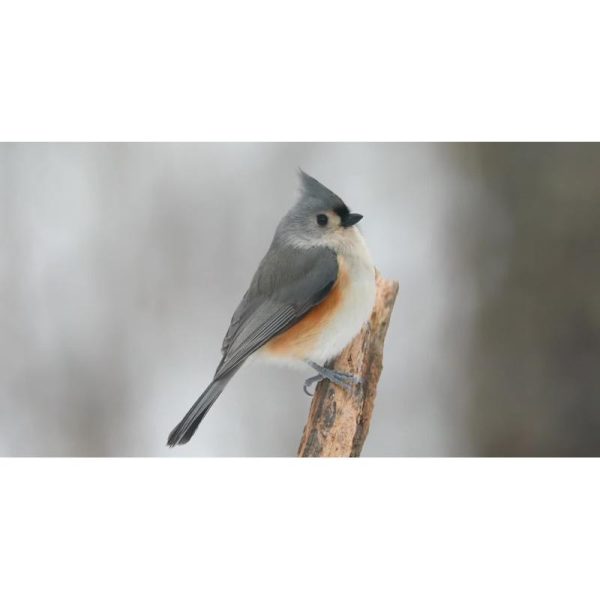 پرنده چرخ‌ریسوک کاکل‌دار در روز برفی | نمای حیات‌وحش