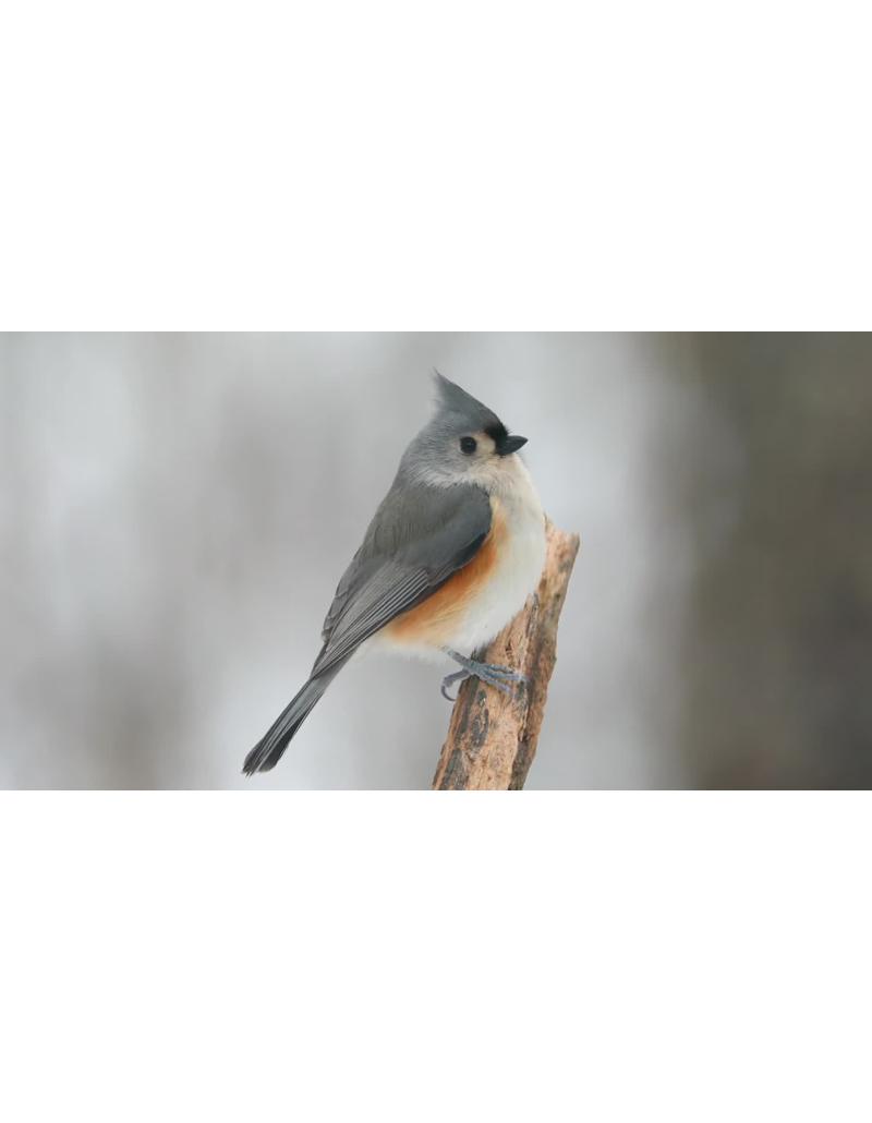 پرنده چرخریسوک کاکلدار در روز برفی | نمای حیاتوحش پرنده چرخریسوک کاکلدار در روز برفی | نمای حیاتوحش