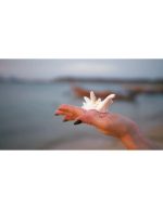 صدف دریایی در ساحل | نمای استوک یک صدف زیبا در کف دستان