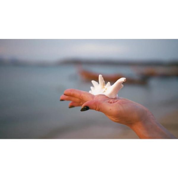 صدف دریایی در ساحل | نمای استوک یک صدف زیبا در کف دستان