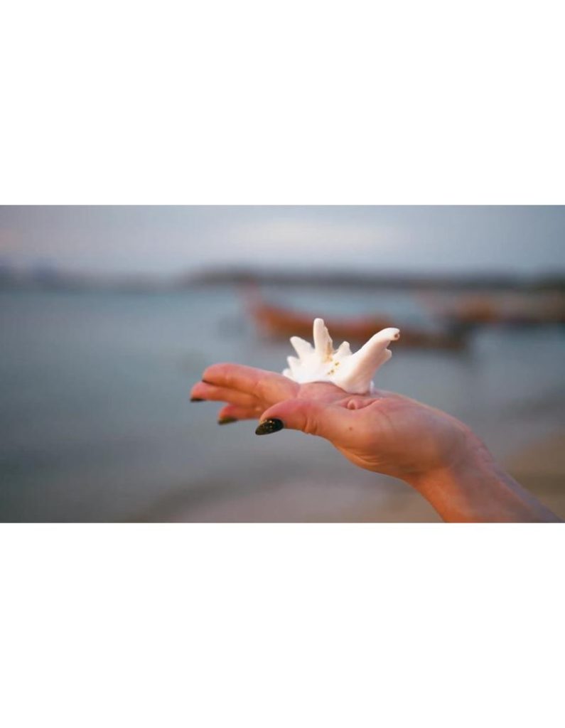 صدف دریایی در ساحل | نمای استوک یک صدف زیبا در کف دستان