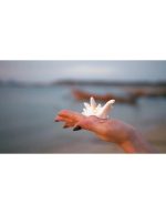 صدف دریایی در ساحل | نمای استوک یک صدف زیبا در کف دستان - Image 3