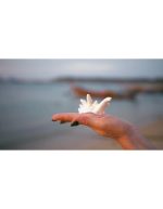 صدف دریایی در ساحل | نمای استوک یک صدف زیبا در کف دستان - Image 4