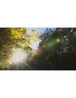 منظره گرم جنگل پاییزی با نور خورشید | نمای طبیعت - Image 4