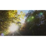 منظره گرم جنگل پاییزی با نور خورشید | نمای طبیعت