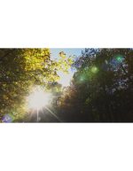 منظره گرم جنگل پاییزی با نور خورشید | نمای طبیعت